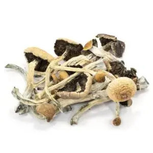 comprar cogumelos magicos