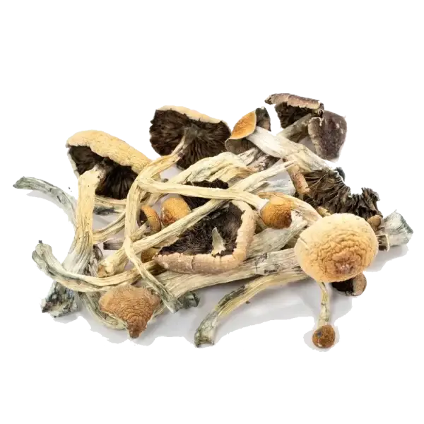 Camboja - Cogumelo Mágico (Psilocybe Cubensis) - Image 2